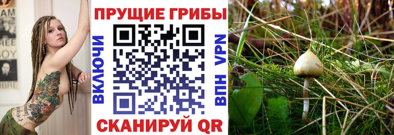 купить   Бавлы  Галлюциногенные грибы прущие грибы 